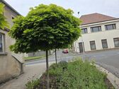 Bild - Wohn- und Geschäftshaus in 96126 Ermershausen Haßfurt (ID 10536)