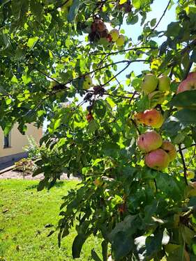 Obstwiese - 