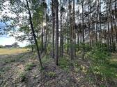 Angrenzender Wald - 
