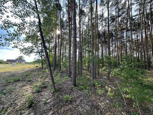Angrenzender Wald - 