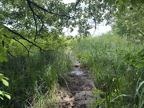 Vorlandfläche mit Steg - 