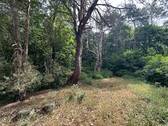 Bewaldeter Teil des Grundstücks - 