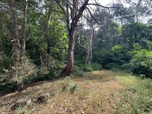 Bewaldeter Teil des Grundstücks - 