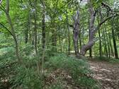 Bewaldeter Teil des Grundstücks - Grundstück in Schwerin zum Kaufen