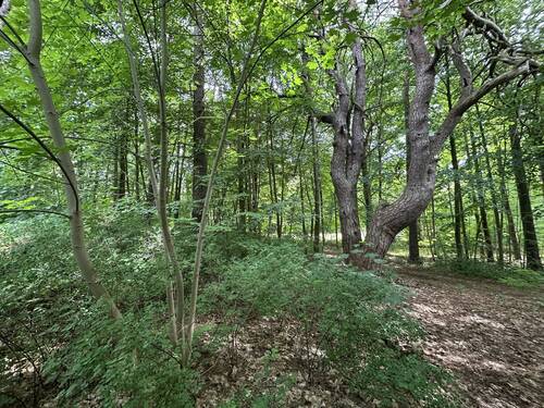 Bewaldeter Teil des Grundstücks - Grundstück in Schwerin zum Kaufen