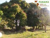 Foto - Paraguay: Natur belassenes Grundstück mit individueller Neubebauung