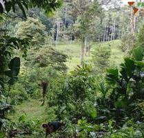 PANAMA: Wunderschönes Grundstück in Strandnähe - Bocas del Toro Playa Paunch