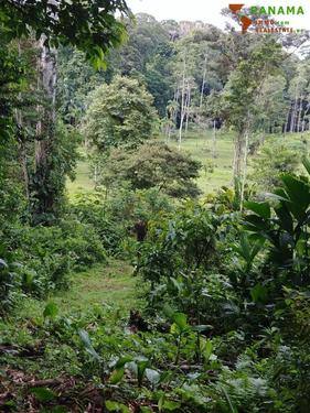 Foto - Grundstück zum Kaufen in Bocas del Toro