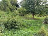 Obstbäume Garten - 