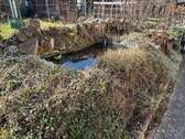 Teich - 