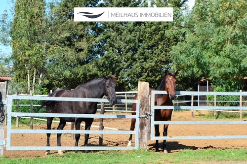 Pferde auf den Paddocks - 