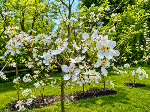 Obstbaum - 