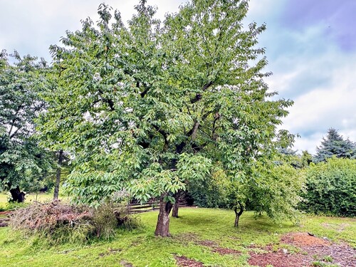 Garten - 