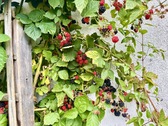 Brombeeren - 