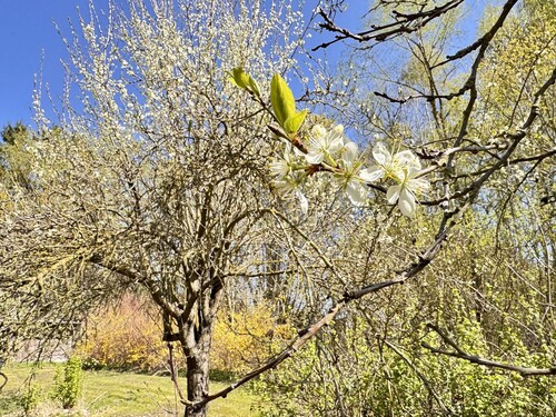 Garten - 