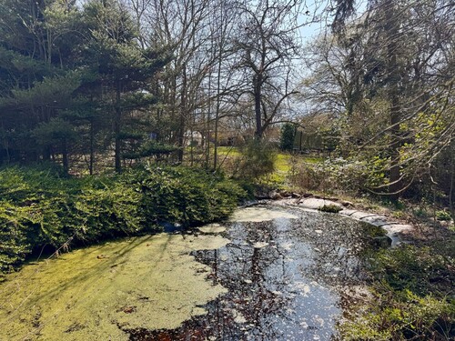 Gartenteich - 