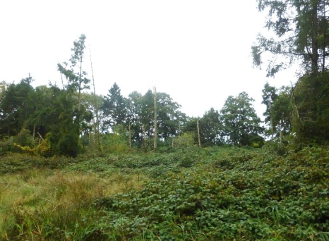 Nadelholzfläche Teilansicht von Osten - Grundstück in Westoverledingen zum Kaufen