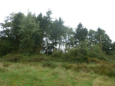 Nadelholzfläche Teilsicht von Nordosten - 