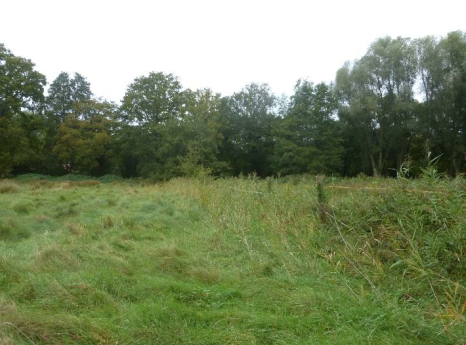 Grünlandbrache von Süden - 