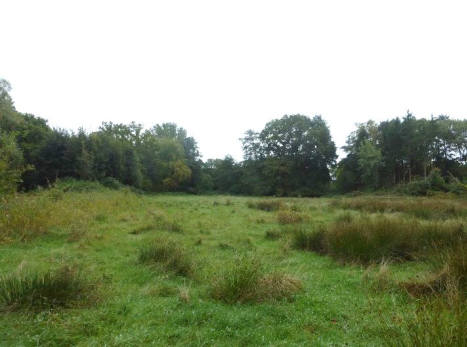 Grünlandbrache von Nordwesten - Grundstück in Westoverledingen