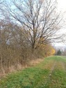 Waldfläche (4) - 