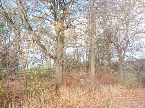 Waldfläche (3) - 