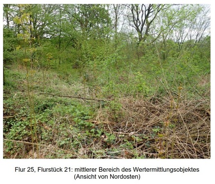 Foto 4 - 1.131 m2 brachliegende Gehölzfläche in Holzminden