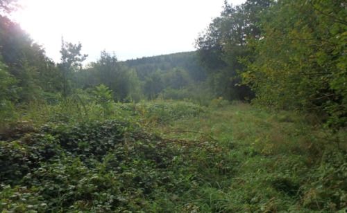 Grundstücksbild (2) - Grundstück zum Kaufen in Bodenfelde