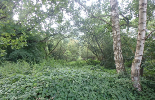 Grundstücksbild (4) - Grundstück in Bodenfelde zum Kaufen