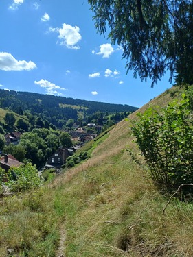 20250819_121031 - Bergwiese im Landschaftsschutzgebiet in Wildemann, Landkreis Goslar