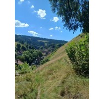 Bergwiese im Landschaftsschutzgebiet in Wildemann, Landkreis Goslar