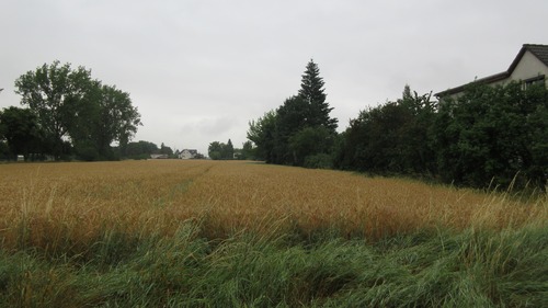 2 Ansicht Landwirtschaftsfläche - Grundstück in Halle (Saale)