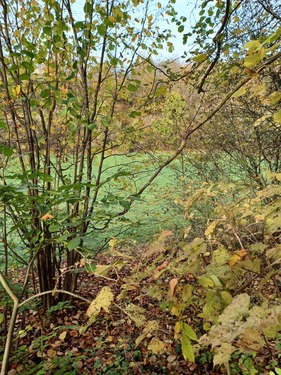 Grundstück mit Bewuchs - Grundstück zum Kaufen in Göttingen