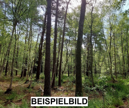 Wald Beispiel - Waldgrundstück in Bissendorf (KEIN BAUGRUNDSTÜCK)