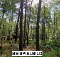 Waldgrundstück in Bissendorf (KEIN BAUGRUNDSTÜCK) - Wedemark