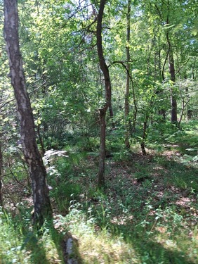 Beispielbild - Waldfläche Nahe Gifhorn - 13.000,00 EUR Kaufpreis, ca.  11.490,00 m²