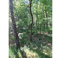 Waldfläche Nahe Gifhorn - 13.000,00 EUR Kaufpreis, ca.  11.490,00 m² in Gifhorn (PLZ: 38518)