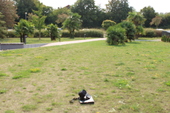 Idyllischer Garten - 