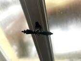 Fensterriegel - 