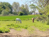 Pferdefreundliches Anwesen mit umfangreicher Weidefläche - 