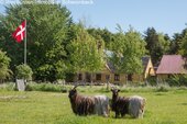Idyllisches Anwesen mit weitläufigem Grundstück und Weideflächen - Wunderschönes Resthof auf der Insel Ærø in Dänemark!