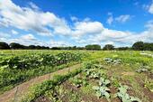 Ca 250 Parzellen - 