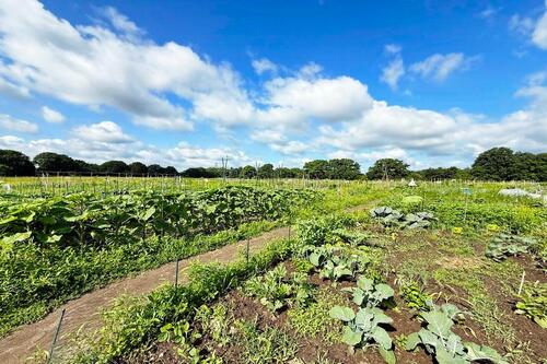 Ca 250 Parzellen - 