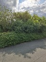 20250606_094248 - Großes Grundstück in Lügde - 112.000,00 EUR Kaufpreis, ca.  800,00 m²
