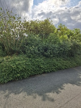 20250606_094248 - Großes Grundstück in Lügde - 112.000,00 EUR Kaufpreis, ca.  800,00 m²