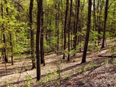 Grunewald - 