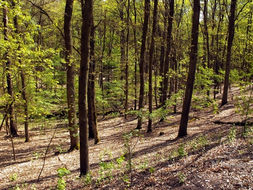 Grunewald - 