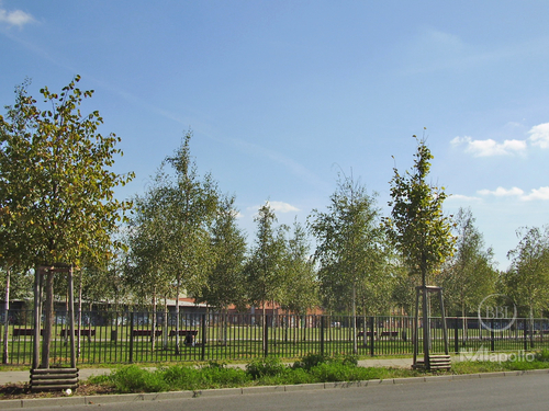 Blankensteinpark - 