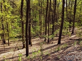 Grunewald - 