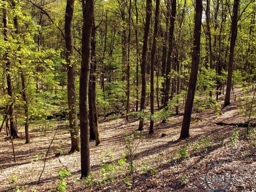Grunewald - 